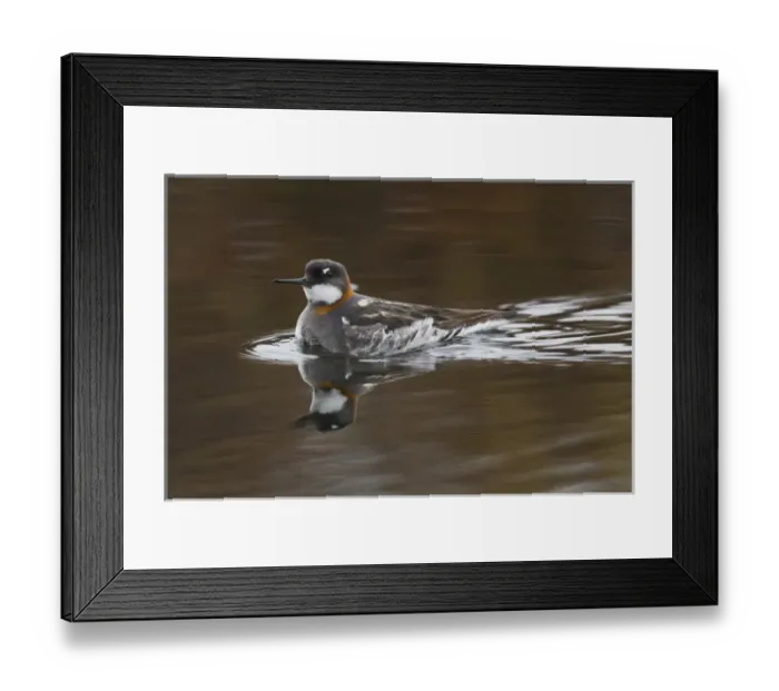 Framed Print : Red-necked Phalarope, female