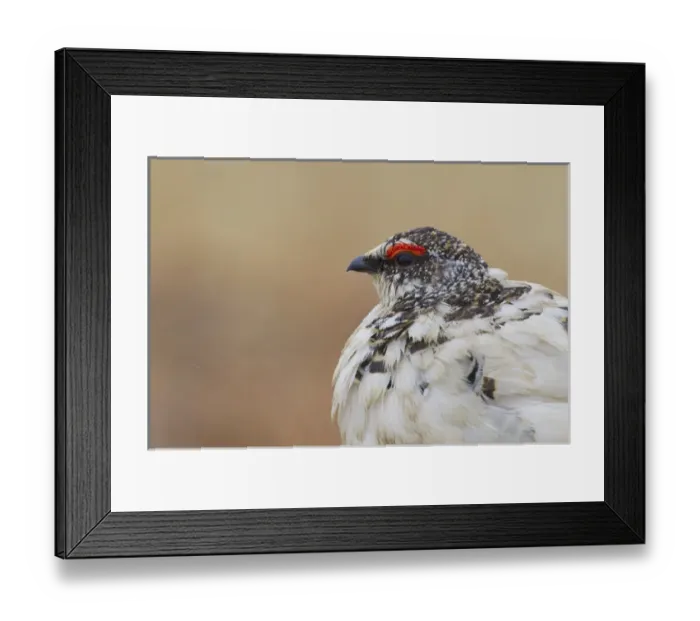 Framed Print : Rock Ptarmigan