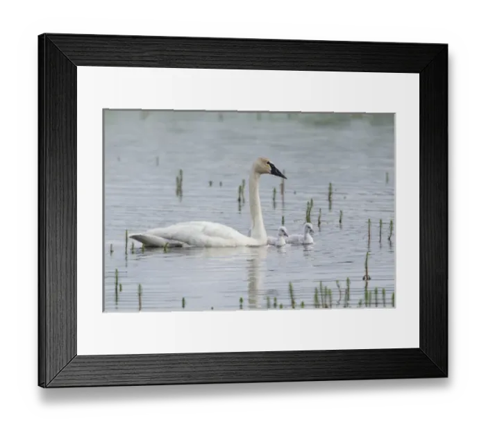 Framed Print : Trumpeter Swan with Cygnets Framed Print : Trumpeter Swan with Cygnets