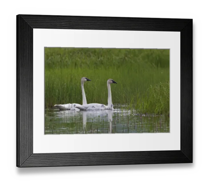 Framed Print : Trumpeter Swan Family Framed Print : Trumpeter Swan Family