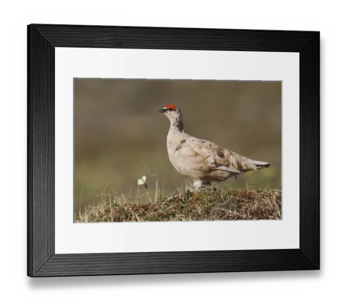 Framed Print : Rock Ptarmigan, Seward Peninsula, Alaska