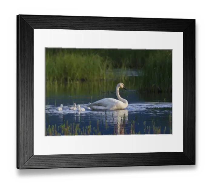 Framed Print : Trumpeter Swan with Cygnets Framed Print : Trumpeter Swan with Cygnets