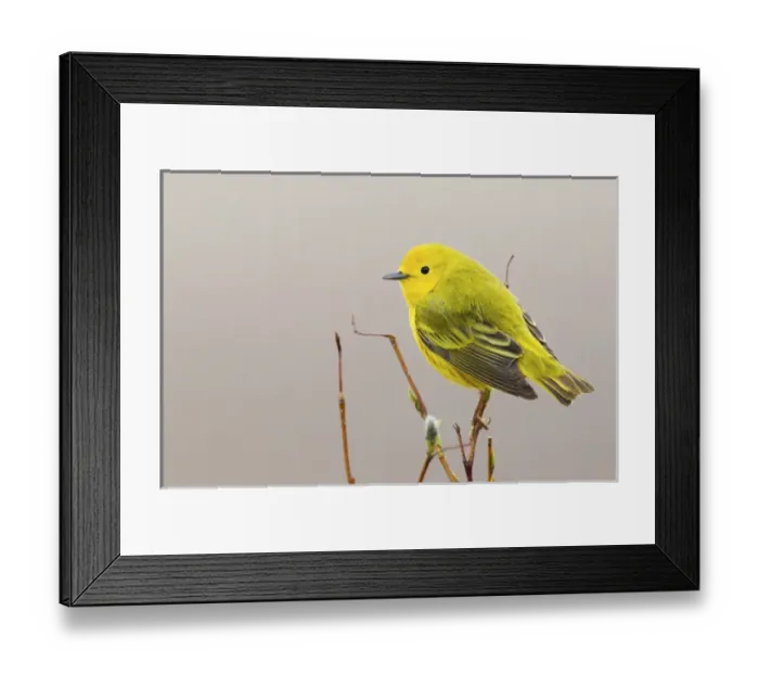 Framed Print : Yellow Warbler Framed Print : Yellow Warbler