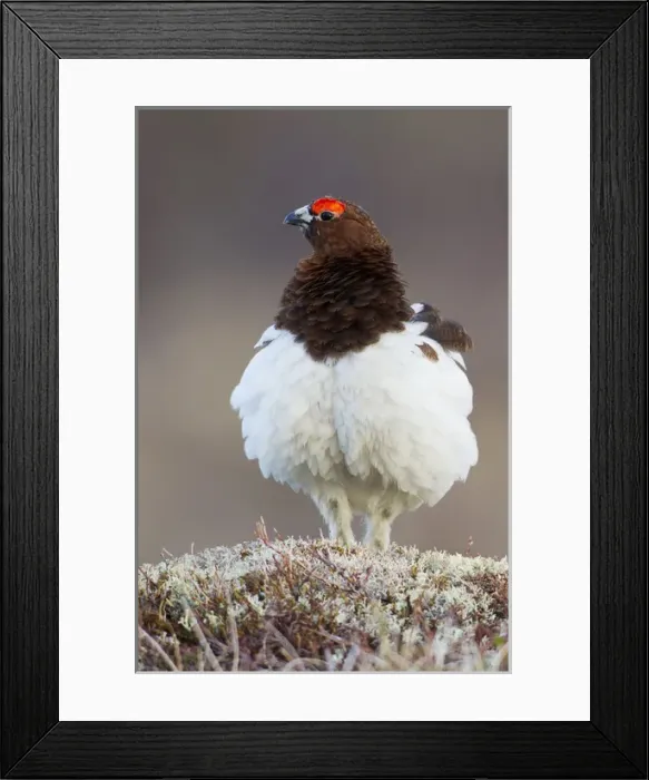 Framed Print : Willow Ptarmigan (male) Framed Print : Willow Ptarmigan (male)