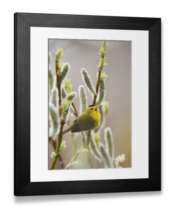 Framed Print : Wilsons Warbler Singing