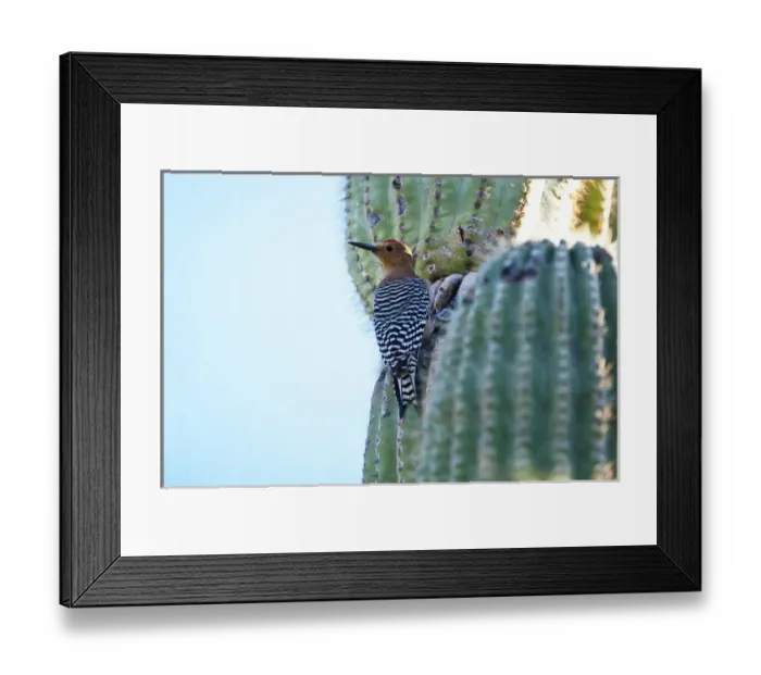 Framed Print : North America, USA, Arizona, Organ Pipe Cactus National Monument, Gila Woodpecker Framed Print : North America, USA, Arizona, Organ Pipe Cactus National Monument, Gila Woodpecker