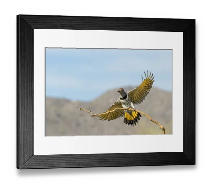 Framed Print : USA, Arizona, Buckeye. Female gilded flicker landing on branch