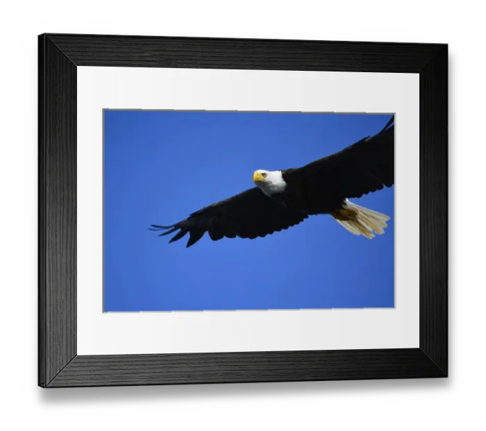 Framed Print : USA, Alaska, Southeast, Ketchikan, Bald Eagle