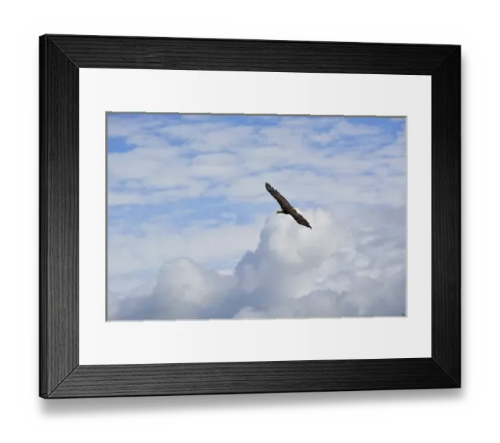 Framed Print : USA, Alaska, Southeast, Ketchikan, Bald Eagle Framed Print : USA, Alaska, Southeast, Ketchikan, Bald Eagle