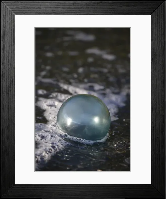 Framed Print : USA, Southeast Alaska near Ketchikan, Japanese glass fishing float Framed Print : USA, Southeast Alaska near Ketchikan, Japanese glass fishing float