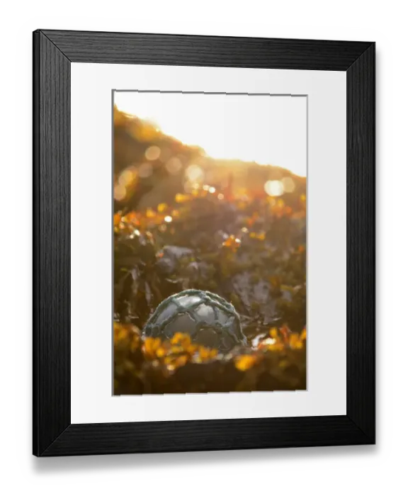 Framed Print : USA, Southeast Alaska near Ketchikan, Japanese glass fishing float Framed Print : USA, Southeast Alaska near Ketchikan, Japanese glass fishing float