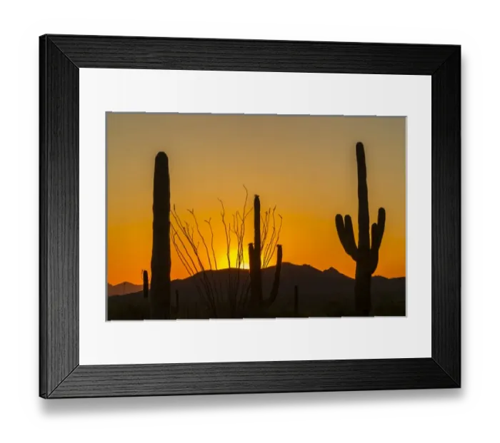 Framed Print : USA, Arizona, Saguaro National Park. Sunset on desert landscape Framed Print : USA, Arizona, Saguaro National Park. Sunset on desert landscape