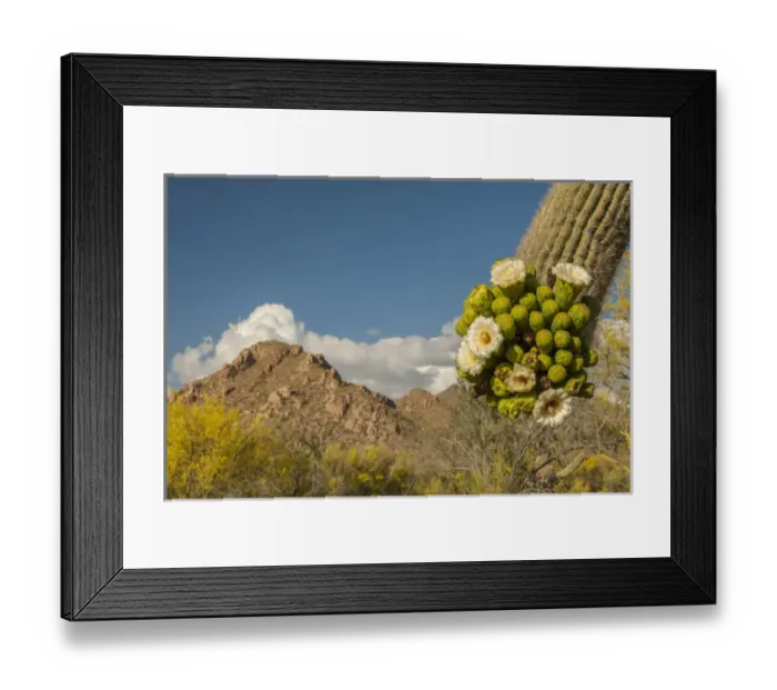 Framed Print : USA, Arizona, Saguaro National Park. Close-up of saguaro cactus blossoms. Credit as Framed Print : USA, Arizona, Saguaro National Park. Close-up of saguaro cactus blossoms. Credit as