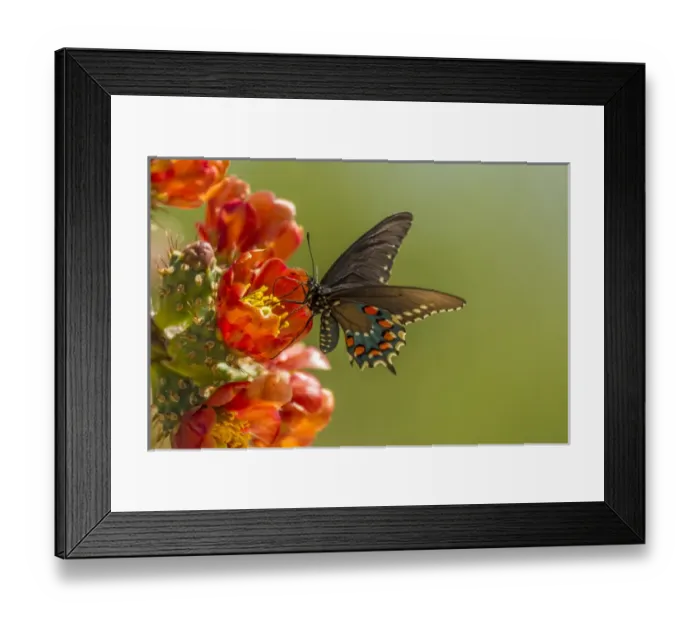 Framed Print : USA, Arizona, Sonoran Desert. Pipevine swallowtail butterfly on blossom. Credit as Framed Print : USA, Arizona, Sonoran Desert. Pipevine swallowtail butterfly on blossom. Credit as