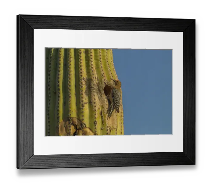 Framed Print : USA, Arizona, Sonoran Desert. Gila woodpecker at nest hole in saguaro cactus. Credit as Framed Print : USA, Arizona, Sonoran Desert. Gila woodpecker at nest hole in saguaro cactus. Credit as