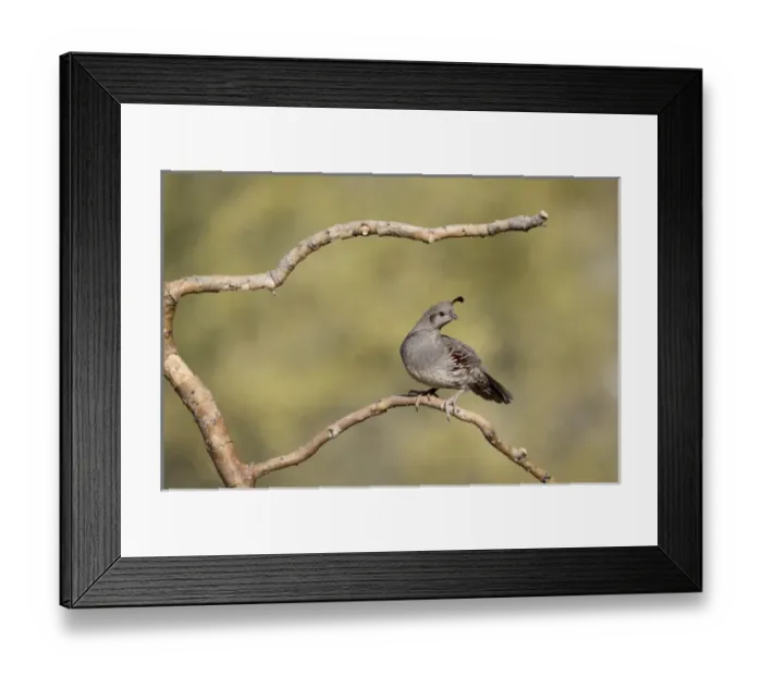 Framed Print : USA, Arizona, Buckeye. Male Gambels quail on branch Framed Print : USA, Arizona, Buckeye. Male Gambels quail on branch
