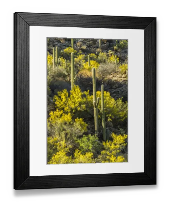 Framed Print : USA, Arizona, Coronado National Forest. Saguaro cactus and blooming palo verde trees