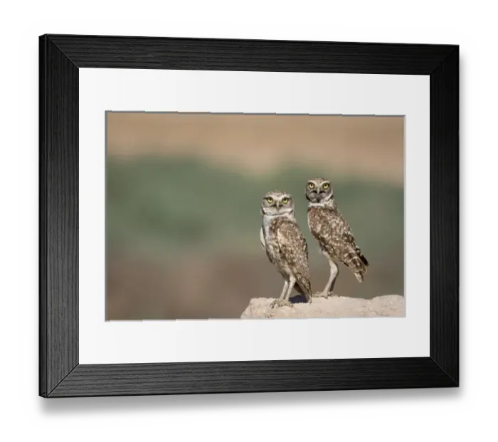 Framed Print : USA, Arizona, Buckeye. A pair of burrowing owls Framed Print : USA, Arizona, Buckeye. A pair of burrowing owls
