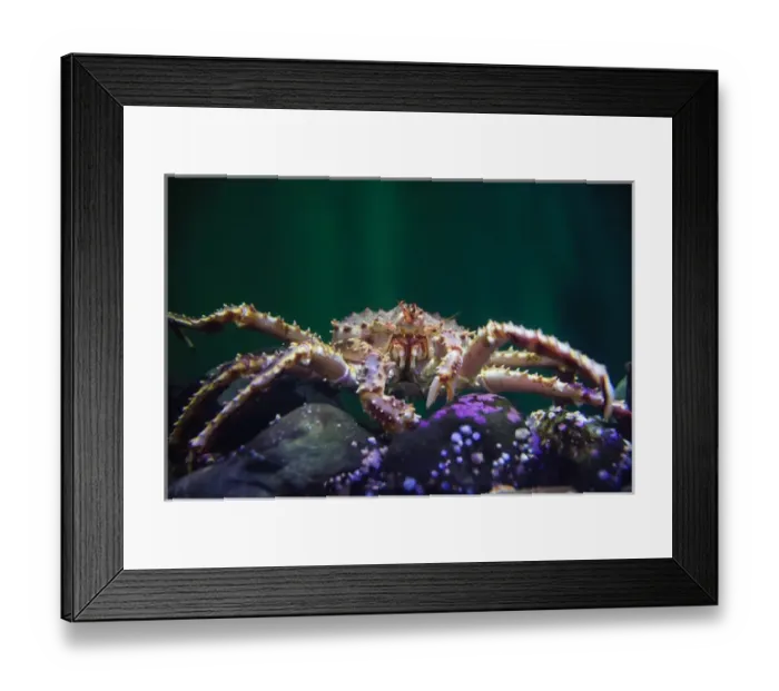 Framed Print : Front view of a king crab underwater Framed Print : Front view of a king crab underwater