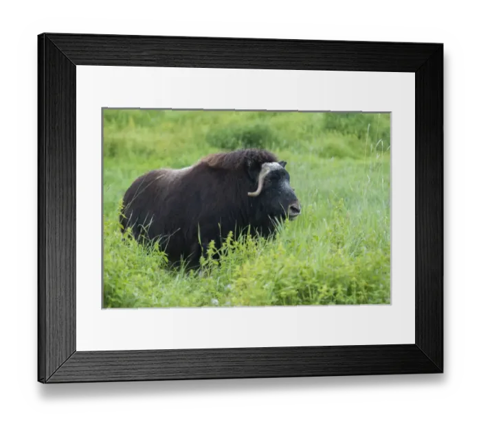 Framed Print : A lone muskox standing in thick, tall, green grass Framed Print : A lone muskox standing in thick, tall, green grass