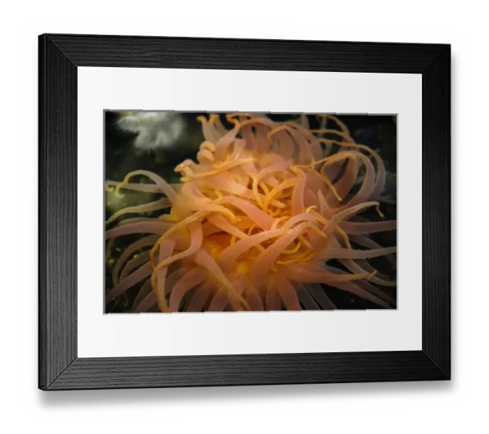 Framed Print : An orange sea anemone waving tentacles in the water Framed Print : An orange sea anemone waving tentacles in the water