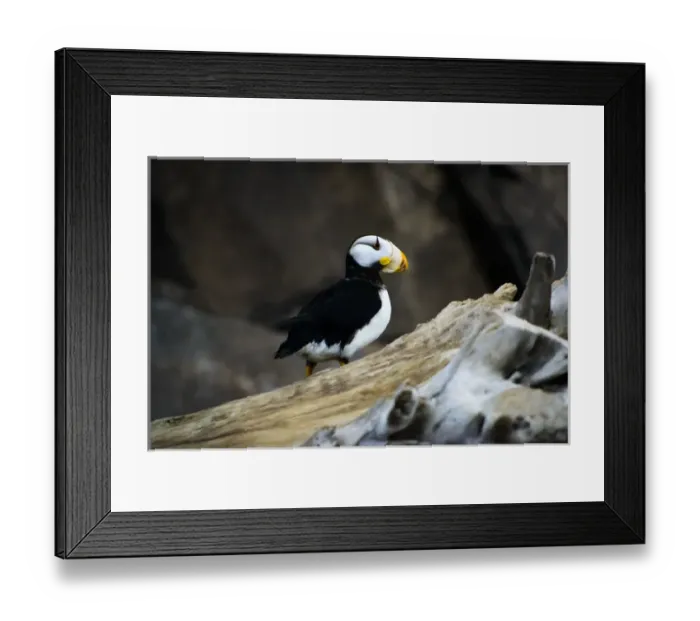 Framed Print : A horned puffin sits on a branch in Seward, Alaska