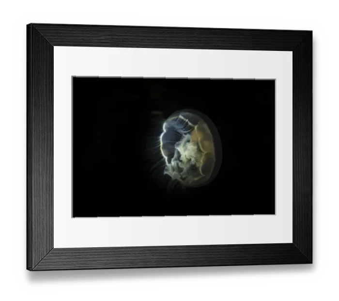 Framed Print : Visible bioluminescence shows this moon jellyfish clearly Framed Print : Visible bioluminescence shows this moon jellyfish clearly