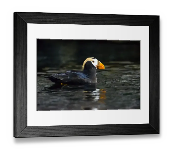 Framed Print : A Tufted Puffin swimming in dark waters Framed Print : A Tufted Puffin swimming in dark waters