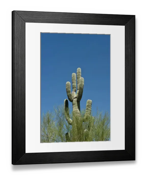 Framed Print : North America, USA, Arizona, Organ Pipe Cactus National Monument, Sonoran Desert Framed Print : North America, USA, Arizona, Organ Pipe Cactus National Monument, Sonoran Desert