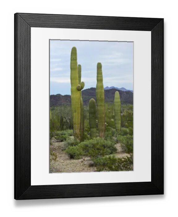 Framed Print : North America, USA, Arizona, Organ Pipe Cactus National Monument. Saguaro Cactus Framed Print : North America, USA, Arizona, Organ Pipe Cactus National Monument. Saguaro Cactus