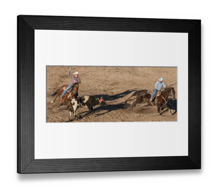 Framed Print : USA, Arizona, Buckeye, Hellzapoppin Arena. Two cowboys roping steer at rodeo. Credit as