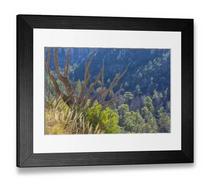 Framed Print : USA, Arizona, Chiricahua National Monument. Dead juniper tree frames mountain forest