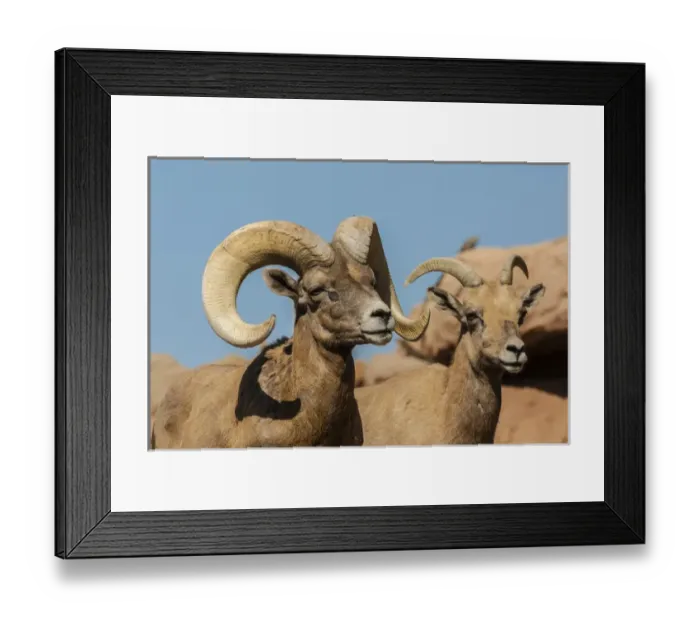 Framed Print : USA, Arizona, Arizona-Sonora Desert Museum. Desert bighorn male and female. Credit as Framed Print : USA, Arizona, Arizona-Sonora Desert Museum. Desert bighorn male and female. Credit as
