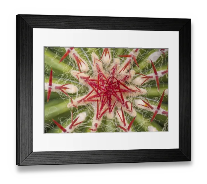 Framed Print : USA, Arizona, Tucson. Close-up of cactus and thorns Framed Print : USA, Arizona, Tucson. Close-up of cactus and thorns
