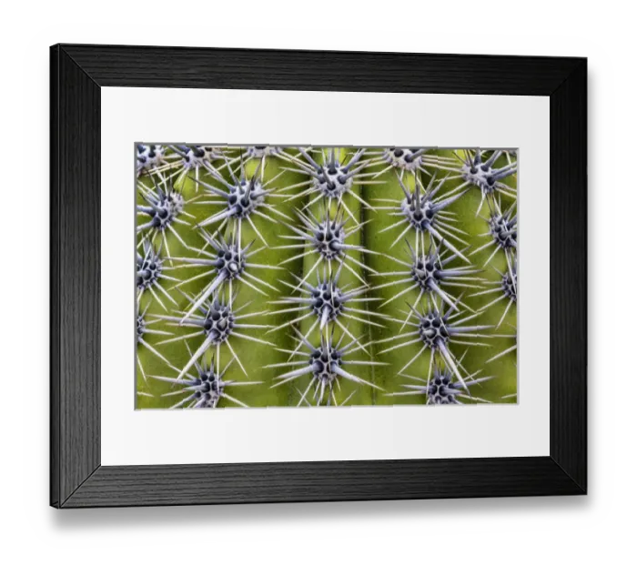 Framed Print : USA, Arizona, Tucson. Close-up of a barrel cactus Framed Print : USA, Arizona, Tucson. Close-up of a barrel cactus