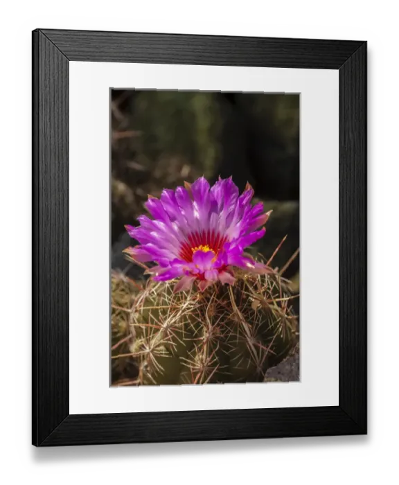 Framed Print : USA, Arizona, Arizona-Sonora Desert Museum Framed Print : USA, Arizona, Arizona-Sonora Desert Museum