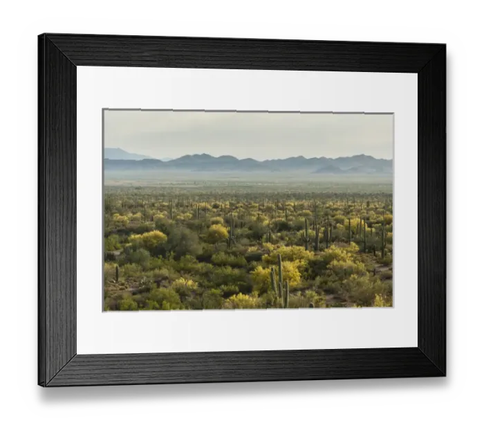 Framed Print : USA, Arizona, Saguaro National Park. Desert landscape Framed Print : USA, Arizona, Saguaro National Park. Desert landscape