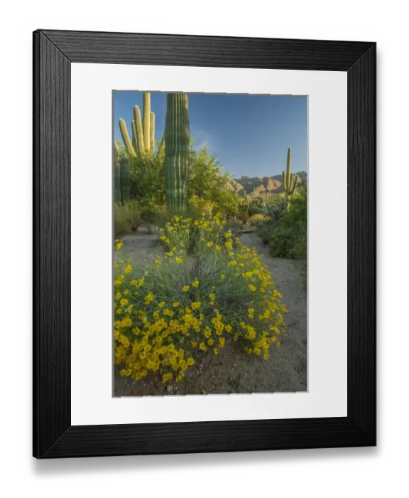 Framed Print : USA, Arizona, Coronado National Forest. Scenic of saguaros and paper flowers. Credit as Framed Print : USA, Arizona, Coronado National Forest. Scenic of saguaros and paper flowers. Credit as