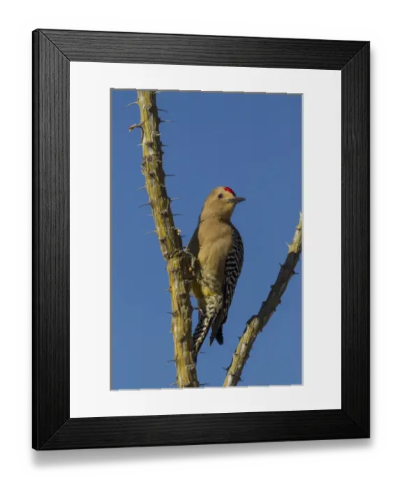 Framed Print : USA, Arizona, Sonoran Desert. Male Gila woodpecker on ocotillo