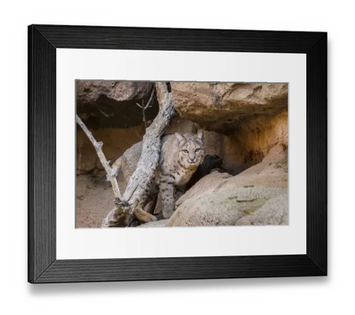 Framed Print : USA, Arizona, Arizona-Sonora Desert Museum Framed Print : USA, Arizona, Arizona-Sonora Desert Museum