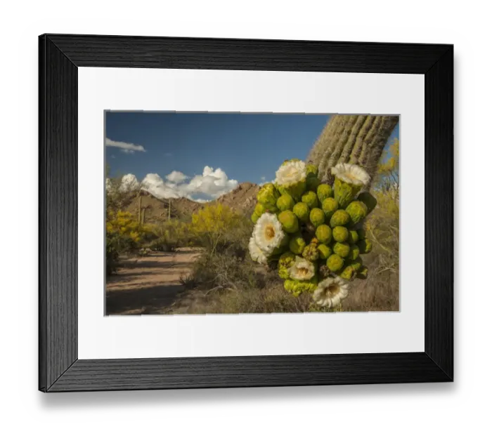 Framed Print : USA, Arizona, Saguaro National Park. Close-up of saguaro cactus blossoms. Credit as