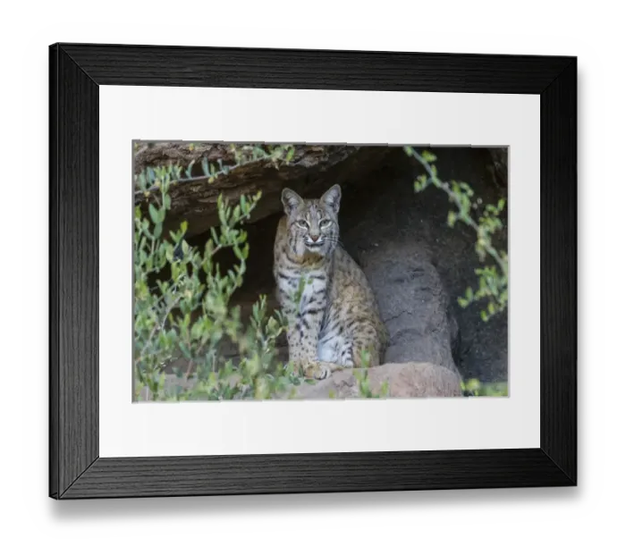 Framed Print : USA, Arizona, Arizona-Sonora Desert Museum Framed Print : USA, Arizona, Arizona-Sonora Desert Museum