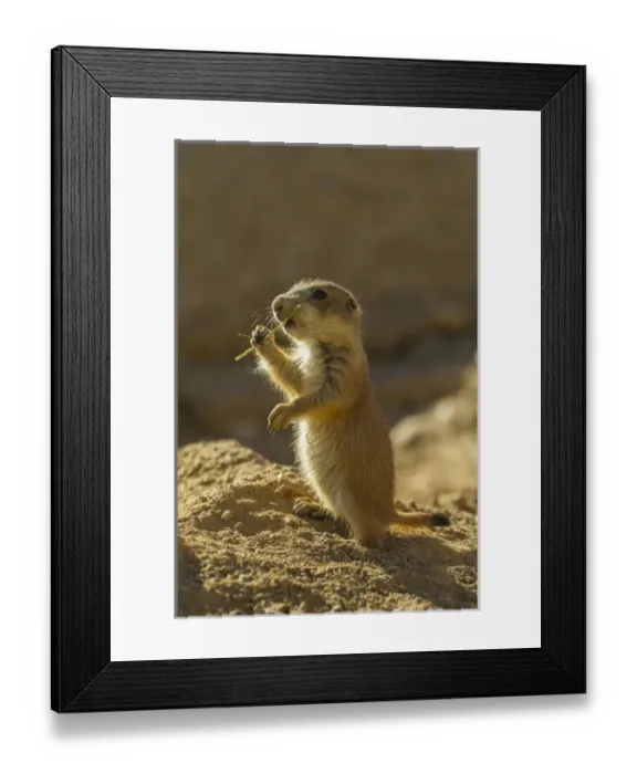 Framed Print : USA, Arizona, Arizona-Sonora Desert Museum. Black-tailed prairie dog pup eating grass Framed Print : USA, Arizona, Arizona-Sonora Desert Museum. Black-tailed prairie dog pup eating grass