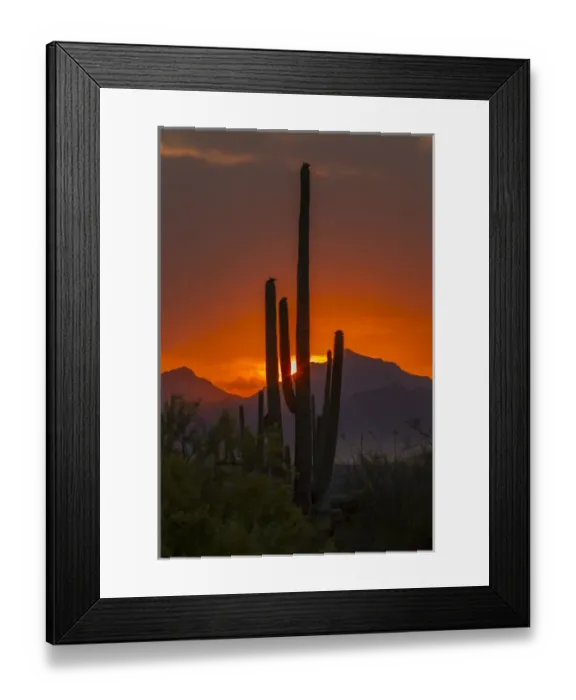 Framed Print : USA, Arizona, Saguaro National Park. Sunset on desert landscape Framed Print : USA, Arizona, Saguaro National Park. Sunset on desert landscape