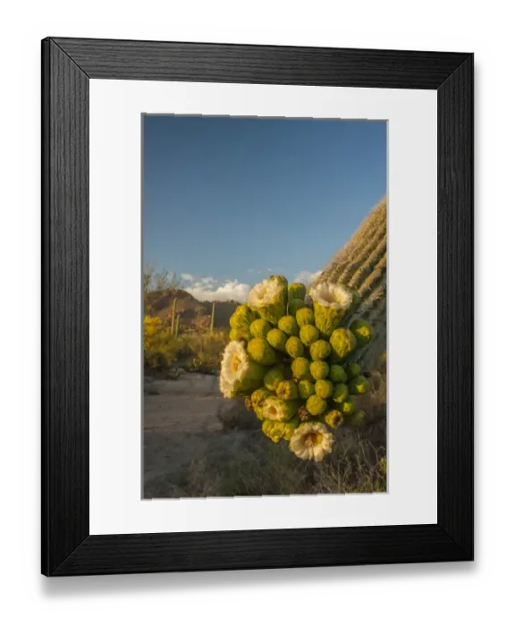 Framed Print : USA, Arizona, Saguaro National Park. Close-up of saguaro cactus blossoms. Credit as Framed Print : USA, Arizona, Saguaro National Park. Close-up of saguaro cactus blossoms. Credit as