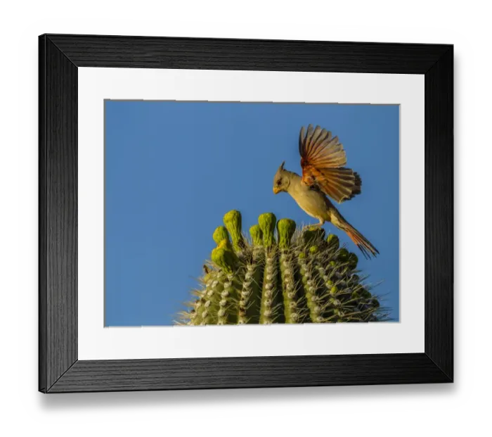 Framed Print : USA, Arizona, Sonoran Desert. Pyrrhuloxia bird lands on saguaro buds Framed Print : USA, Arizona, Sonoran Desert. Pyrrhuloxia bird lands on saguaro buds