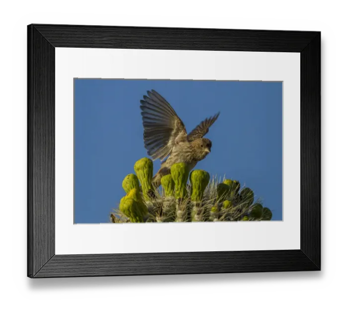 Framed Print : USA, Arizona, Sonoran Desert. House finch on saguaro buds