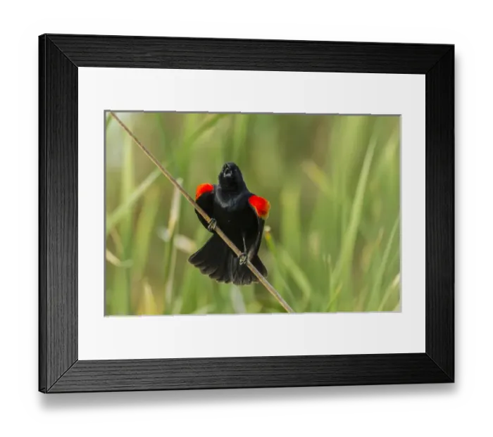 Framed Print : USA, Arizona, Sonoran Desert. Red-winged blackbird calling