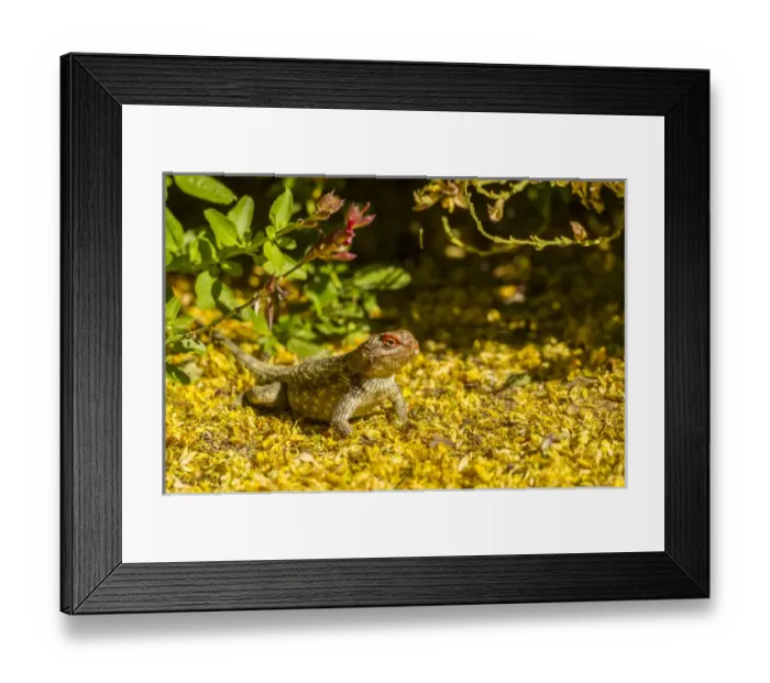 Framed Print : USA, Arizona, Sonoran Desert. Clarks spiny lizard close-up Framed Print : USA, Arizona, Sonoran Desert. Clarks spiny lizard close-up
