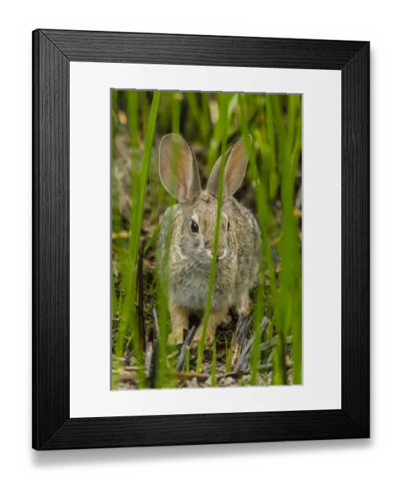 Framed Print : USA, Arizona, Sonoran Desert. Desert cottontail rabbit in grass Framed Print : USA, Arizona, Sonoran Desert. Desert cottontail rabbit in grass